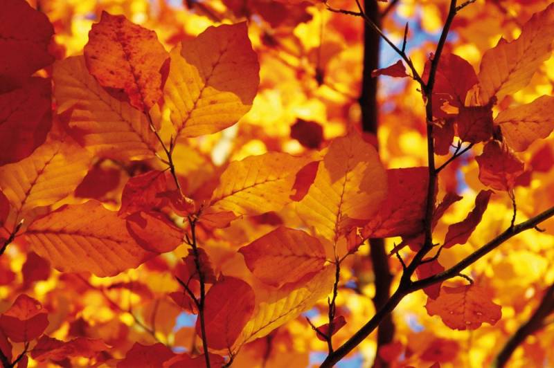 1art1 Poster Bäume Kunstdruck Bild - Goldenes Herbstlaub (120 x 180 cm) von 1art1