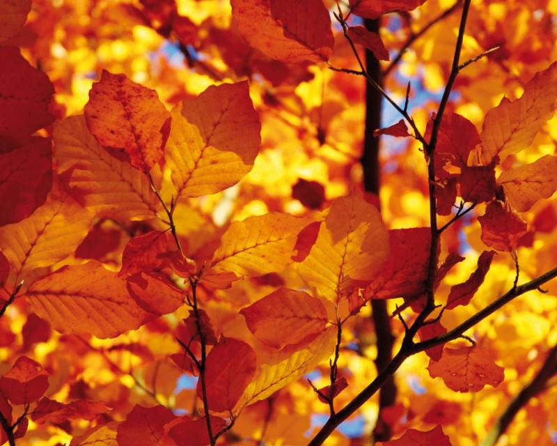 1art1 Poster Bäume Kunstdruck Bild - Goldenes Herbstlaub (40 x 50 cm) von 1art1