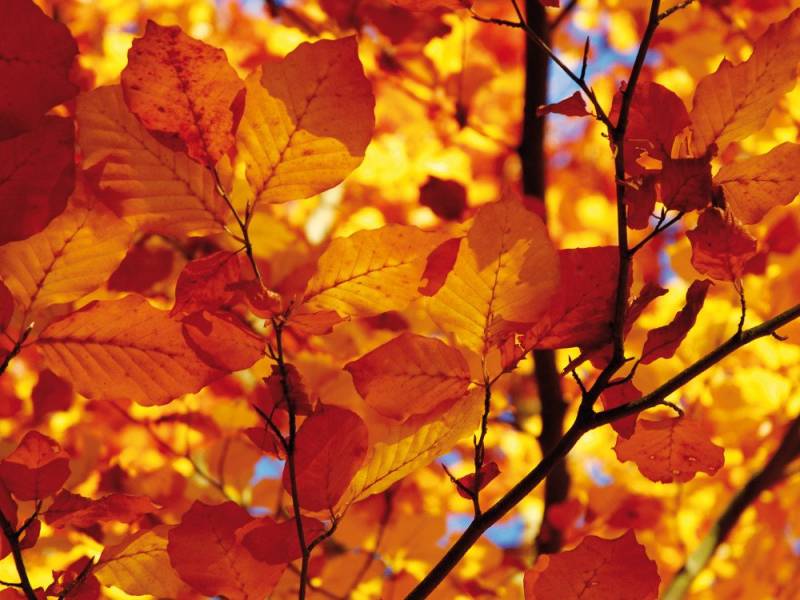 1art1 Poster Bäume Kunstdruck Bild - Goldenes Herbstlaub (60 x 80 cm) von 1art1