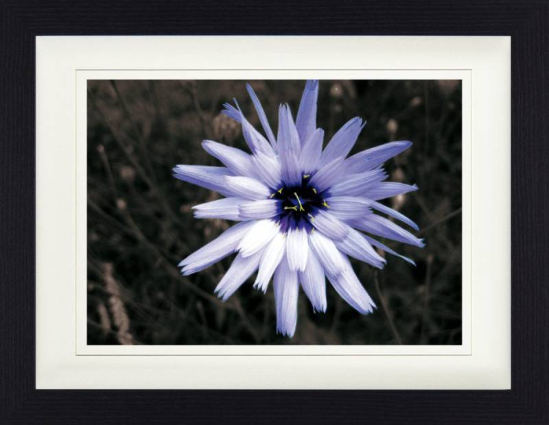 1art1 Poster Blumen Gerahmtes Bild Mit Edlem Passepartout, Wand-Bilder von 1art1