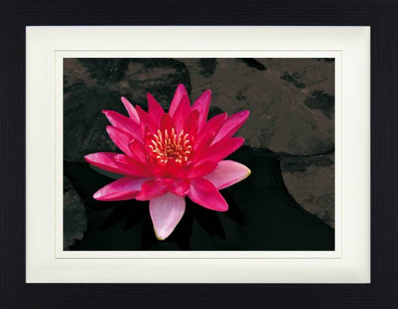 1art1 Poster Blumen Gerahmtes Bild Mit Edlem Passepartout, Wand-Bilder von 1art1