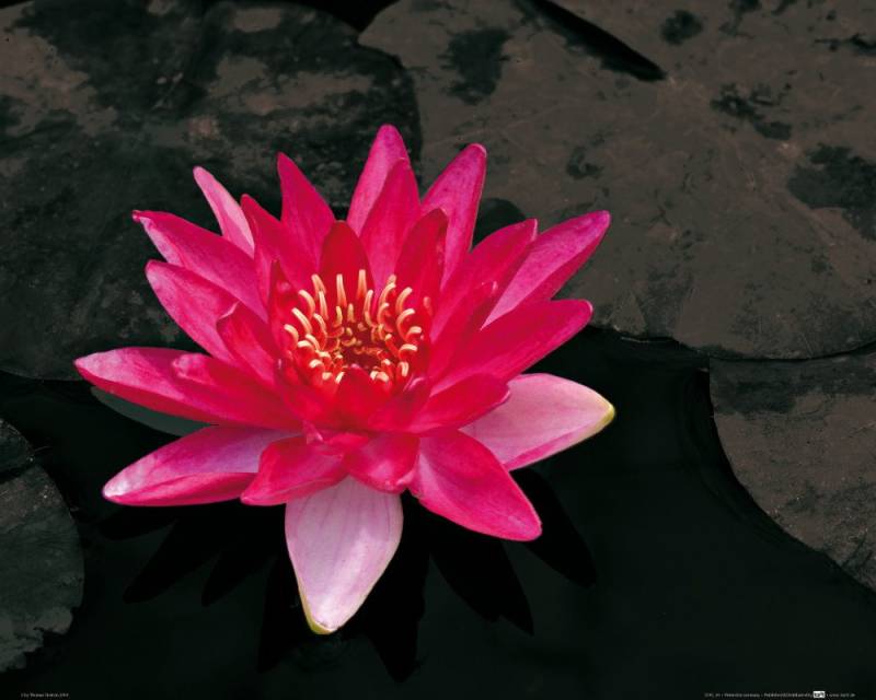 1art1 Poster Blumen Kunstdruck Bild - Blütenzauber, Rote Seerose (40 x 50 cm) von 1art1