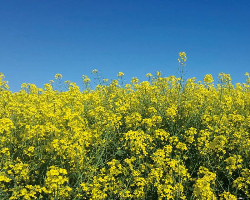 1art1 Poster Blumen Kunstdruck Bild - Goldenes Rapsfeld Vor Tiefblauem 1art1 Poster Blumen Kunstdruck Bild - Goldenes Rapsfeld Vor Tiefblauem von 1art1