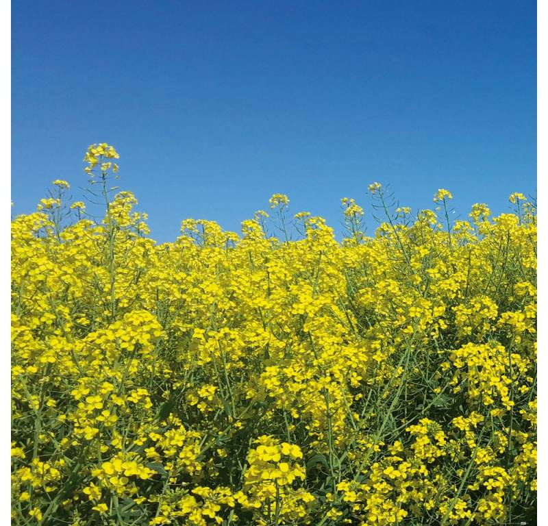 1art1 Poster Blumen Kunstdruck Bild - Goldenes Rapsfeld Vor Tiefblauem von 1art1