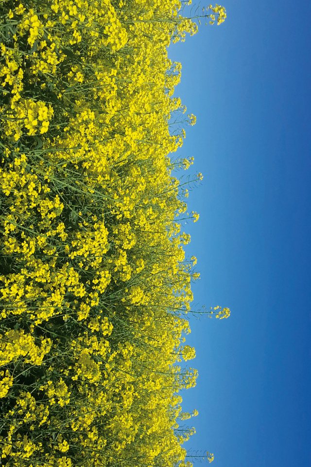 1art1 Poster Blumen Kunstdruck Bild - Goldenes Rapsfeld Vor Tiefblauem von 1art1