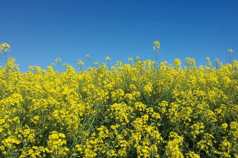 1art1 Poster Blumen Kunstdruck Bild - Goldenes Rapsfeld Vor Tiefblauem von 1art1