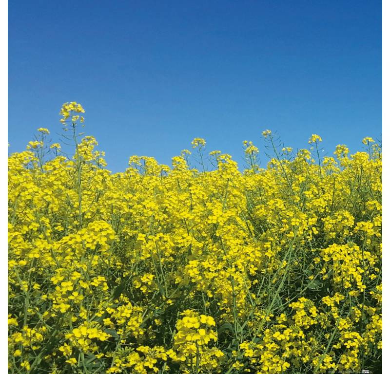 1art1 Poster Blumen Kunstdruck Bild - Goldenes Rapsfeld Vor Tiefblauem von 1art1
