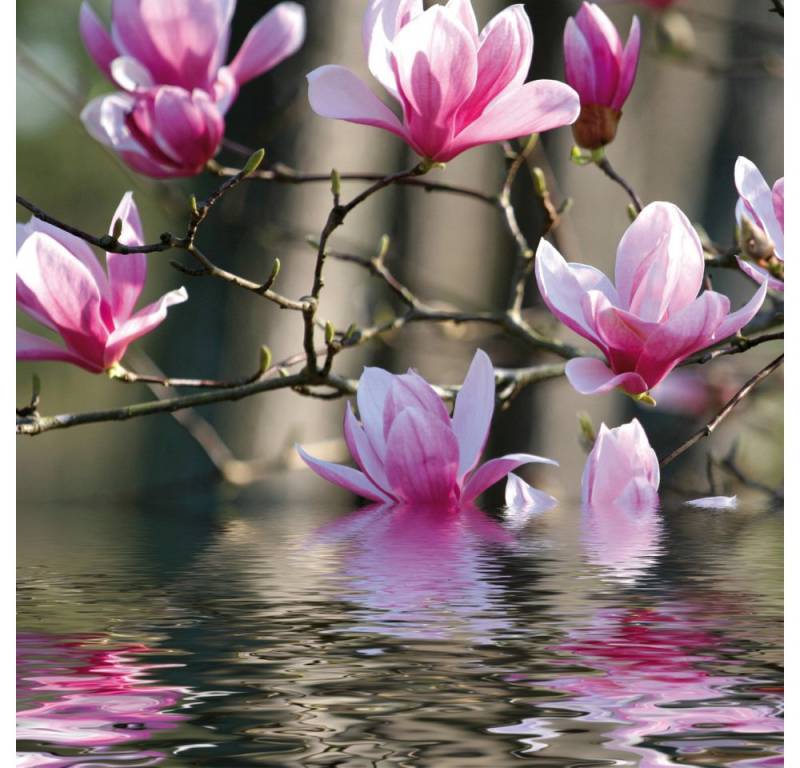 1art1 Poster Blumen Kunstdruck Bild - Magnolienblüten Spiegeln Sich Im von 1art1