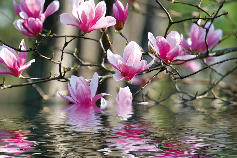 1art1 Kunstdruck Blumen Kunstdruck Bild - Magnolienblüten Spiegeln Sich Im 1art1 Kunstdruck Blumen Kunstdruck Bild - Magnolienblüten Spiegeln Sich Im von 1art1