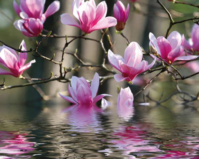 1art1 Poster Blumen Kunstdruck Bild - Magnolienblüten Spiegeln Sich Im von 1art1