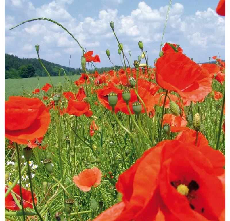 1art1 Poster Blumen Kunstdruck Bild - Mohnblumenfeld (70 x 70 cm) von 1art1