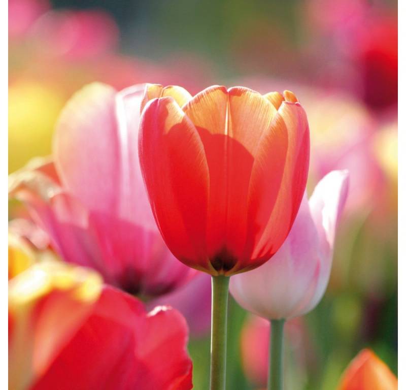 1art1 Poster Blumen Kunstdruck Bild - Rote Und Rosa Tulpen In Einem Feld von 1art1