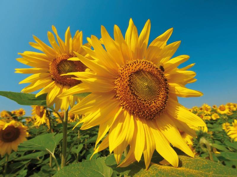 1art1 Poster Blumen Kunstdruck Bild - Sonnenblumen-Feld (60 x 80 cm) von 1art1