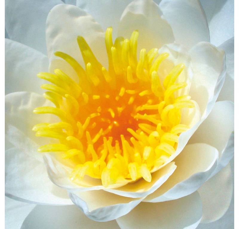 1art1 Poster Blumen Kunstdruck Bild - WeiÃŸe Seerose Blüte (100 x 100 cm) von 1art1