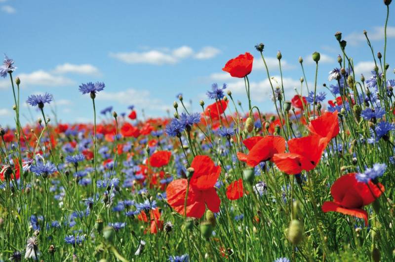 1art1 Poster Blumen Kunstdruck Bild - Wildblumen-Wiese Mit Mohn- Und von 1art1