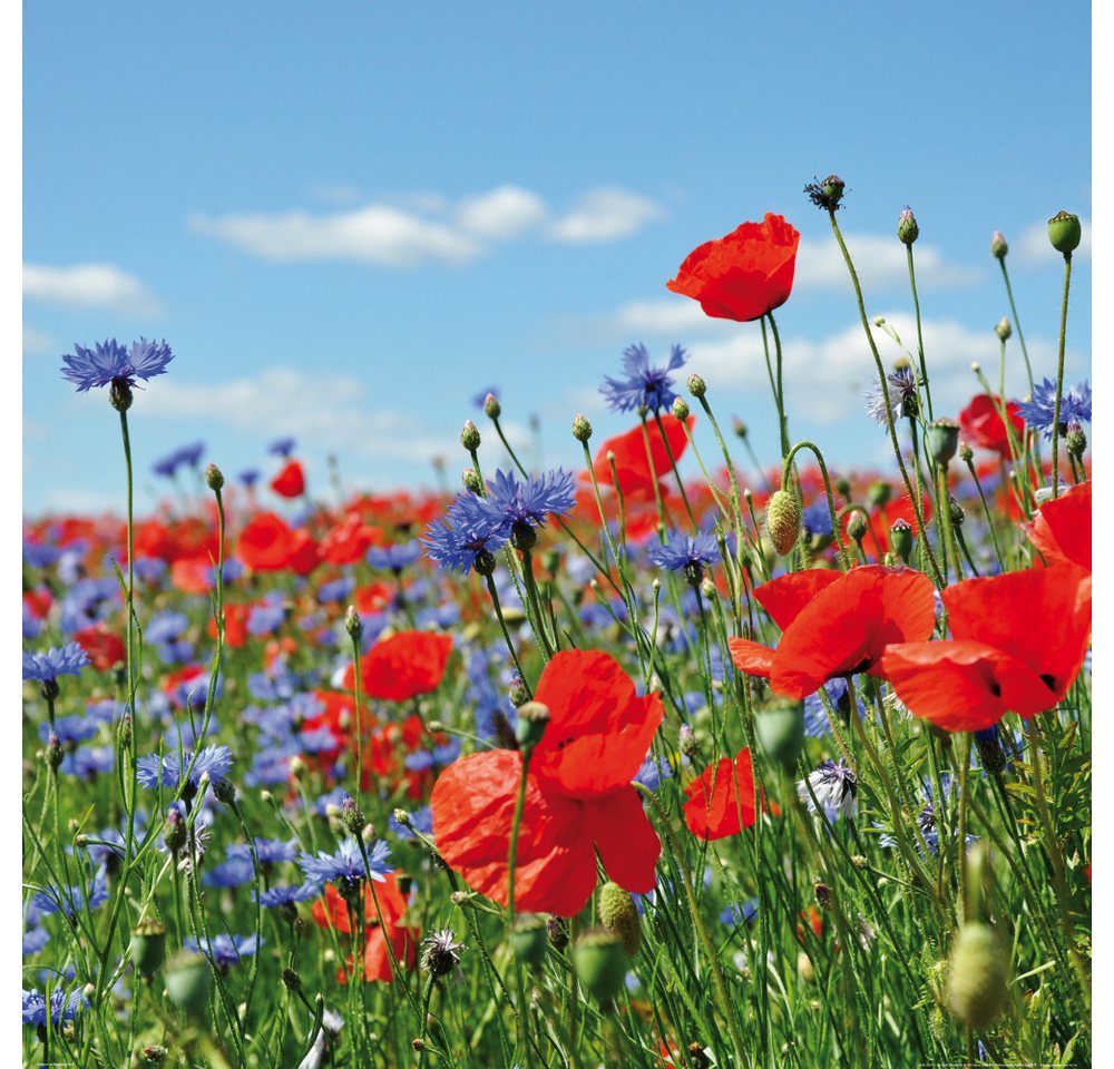 1art1 Poster Blumen Kunstdruck Bild - Wildblumen-Wiese Mit Mohn- Und von 1art1