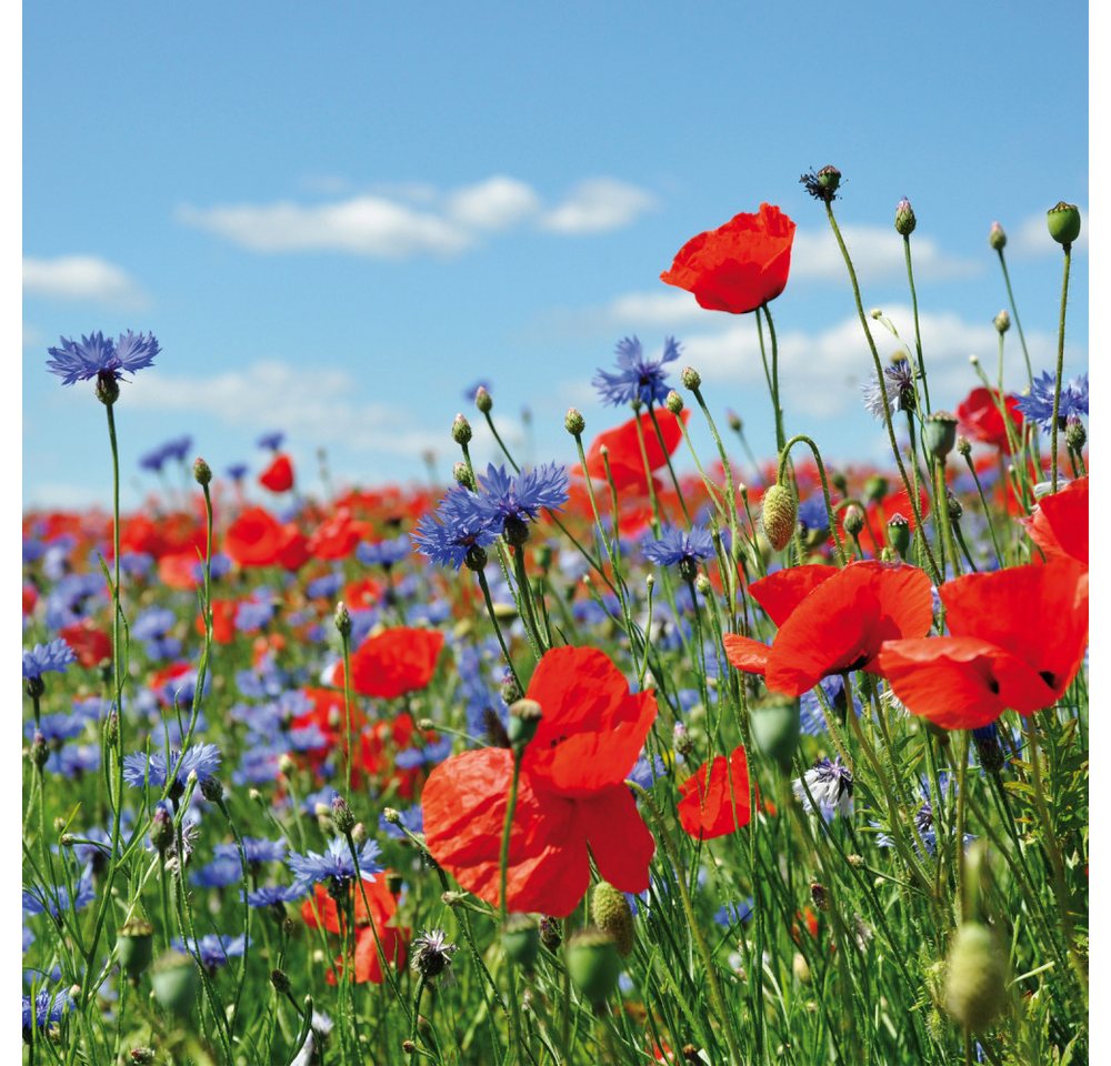 1art1 Poster Blumen Kunstdruck Bild - Wildblumen-Wiese Mit Mohn- Und 1art1 Poster Blumen Kunstdruck Bild - Wildblumen-Wiese Mit Mohn- Und von 1art1