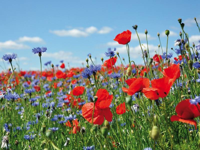 1art1 Poster Blumen Kunstdruck Bild - Wildblumen-Wiese Mit Mohn- Und von 1art1