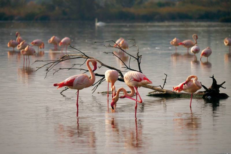 1art1 Poster Flamingos Kunstdruck Bild - Rosa Flamingos In Einem Teich In von 1art1