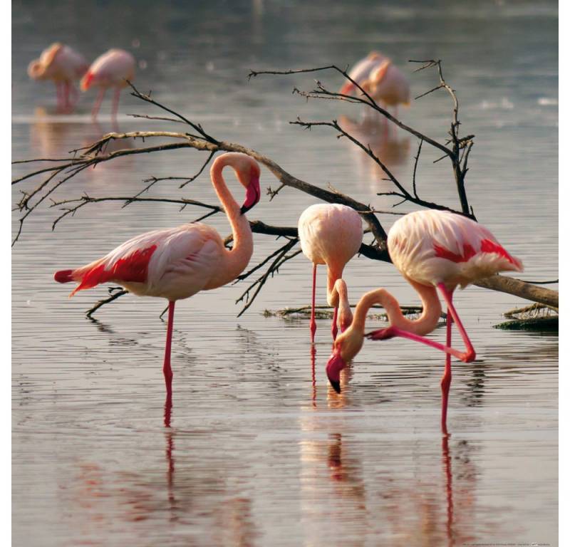 1art1 Poster Flamingos Kunstdruck Bild - Rosa Flamingos In Einem Teich In von 1art1