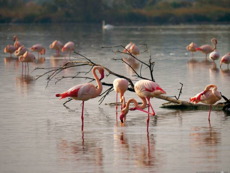 1art1 Poster Flamingos Kunstdruck Bild - Rosa Flamingos In Einem Teich In von 1art1