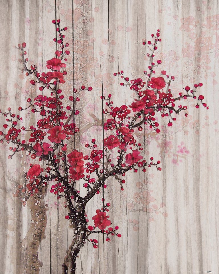 1art1 Poster Frühling Kunstdruck Bild - Rote Quittenblüten (50 x 40 cm) von 1art1