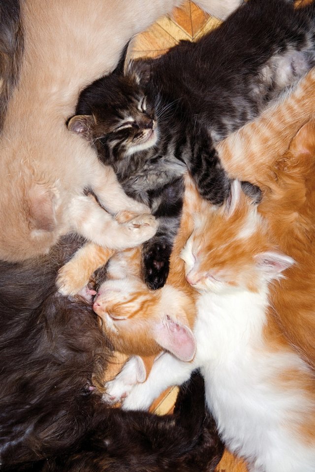 1art1 Poster Katzen Kunstdruck Bild - Intensives Gruppen-Kuscheln (120 x 180 cm) von 1art1