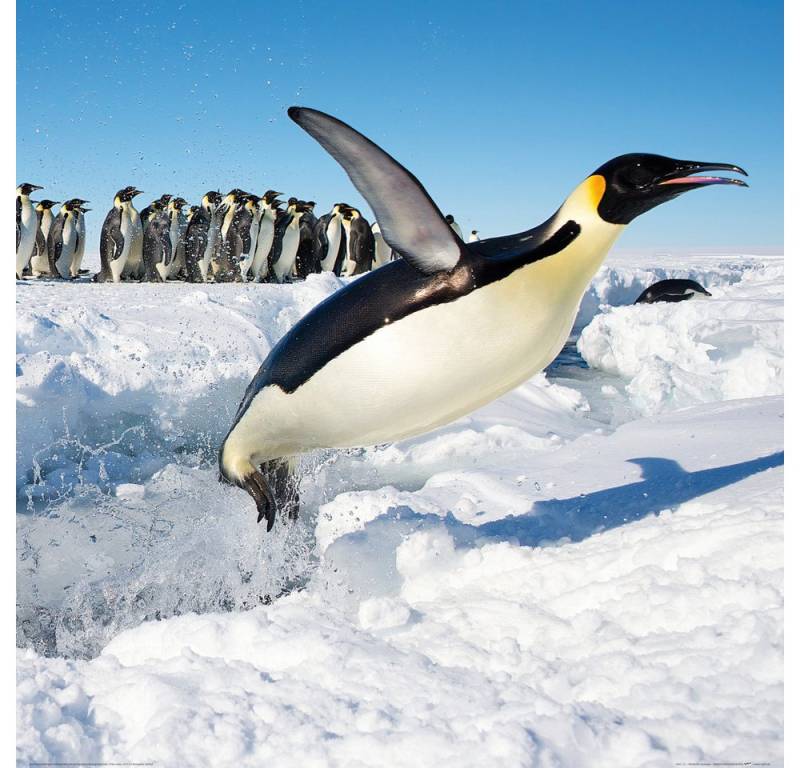 1art1 Poster Pinguine Kunstdruck Bild - Freuden-Sprung (70 x 70 cm) von 1art1