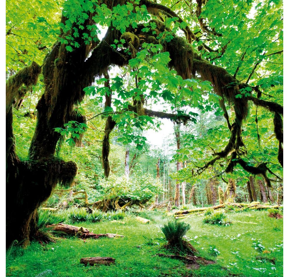 1art1 Kunstdruck Wälder - Grüner Wald, Zurück Zur Natur von 1art1