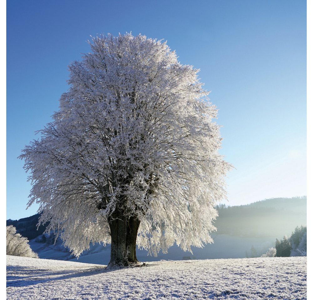 1art1 Kunstdruck Winter Kunstdruck Bild - Starker Baum Im Raureif (40 x 40 cm) von 1art1