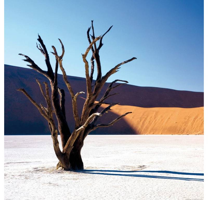 1art1 Poster Wüsten Kunstdruck Bild - Verdorrter Baum In Der Wüste (100 x 100 cm) von 1art1