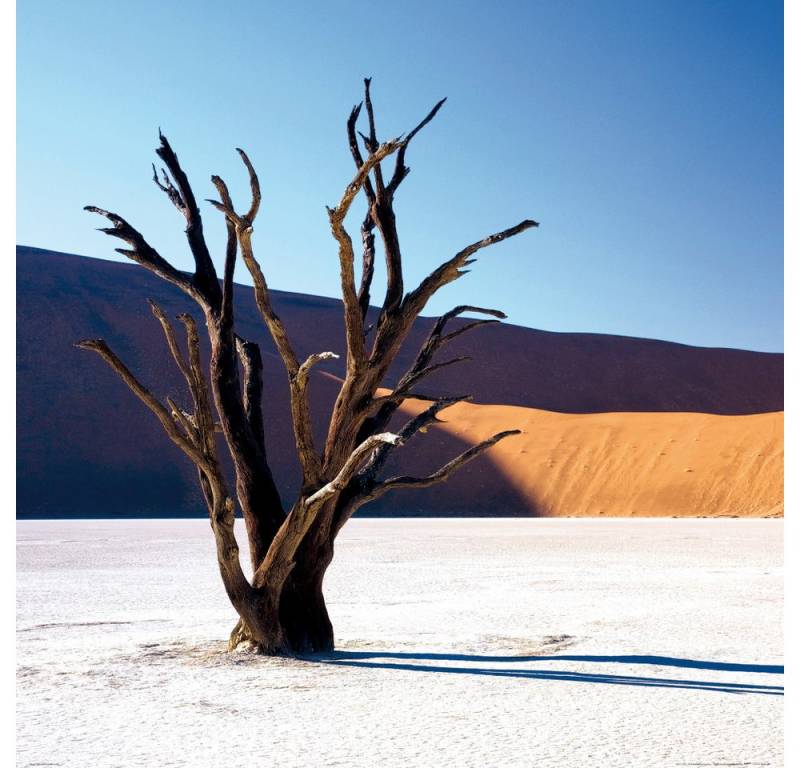 1art1 Poster Wüsten Kunstdruck Bild - Verdorrter Baum In Der Wüste (70 x 70 cm) von 1art1