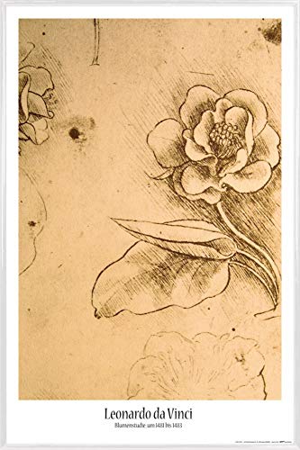 1art1 Leonardo Da Vinci Poster Plakat | Bild und Kunststoff-Rahmen - Blumenstudie, Detail, 1481-1483 (91 x 61cm) von 1art1