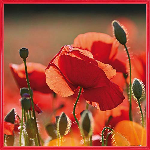 1art1 Mohnblumen Poster Kunstdruck Bild und Kunststoff-Rahmen - Rote Mohnblumen, Blüten Und Knospen (40 x 40cm) von 1art1