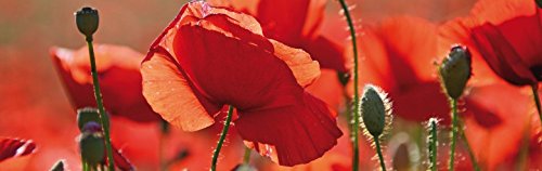 1art1 Mohnblumen Rote Mohnblumen, Blüten Und Knospen, 1-Teilig Fototapete Poster-Tapete 250x79 cm von 1art1