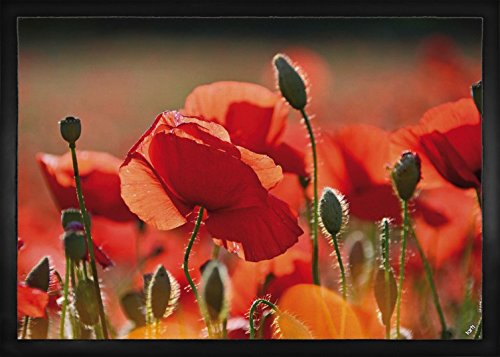 1art1 Mohnblumen Rote Mohnblumen, Blüten Und Knospen Fußmatte Dekomatte Innenbereich | Design Türmatte 70x50 cm von 1art1