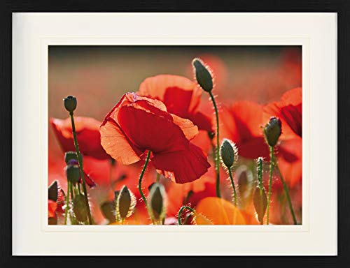 1art1 Mohnblumen Poster Rote Mohnblumen, Blüten Und Knospen Gerahmtes Bild Mit Edlem Passepartout | Wand-Bilder | Im Bilderrahmen 80x60 cm von 1art1
