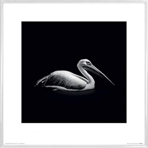 1art1 Pelikane Poster Kunstdruck Bild und Kunststoff-Rahmen - Pelecanus, Nicolas Evariste (40 x 40cm) von 1art1