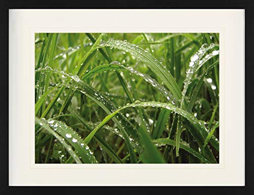 1art1 Pflanzen Poster Morgentau Im Grünem Gras Gerahmtes Bild Mit Edlem Passepartout | Wand-Bilder | Im Bilderrahmen 80x60 cm von 1art1