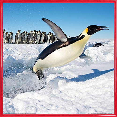 1art1 Pinguine Poster Kunstdruck Bild und Kunststoff-Rahmen - Freuden-Sprung (40 x 40cm) von 1art1