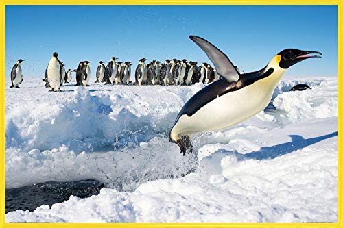 1art1 Pinguine Poster Plakat | Bild und Kunststoff-Rahmen - Freuden-Sprung (91 x 61cm) von 1art1