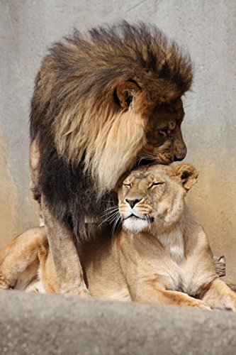 1art1 Raubkatzen Poster Löwen, Schmusekatzen Bilder Leinwand-Bild Auf Keilrahmen | XXL-Wandbild Poster Kunstdruck Als Leinwandbild 120x80 cm 1art1 Raubkatzen Poster Löwen, Schmusekatzen Bilder Leinwand-Bild Auf Keilrahmen | XXL-Wandbild Poster Kunstdruck Als Leinwandbild 120x80 cm von 1art1