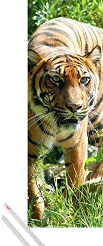 1art1 Raubkatzen Plakat | Bild (91x30 cm) Sumatra Tiger + EIN Paar Posterleisten, Transparent von 1art1