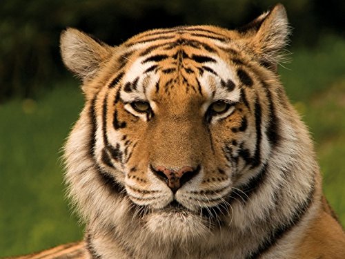 1art1 Raubkatzen Poster Sibirischer Tiger Bilder Leinwand-Bild Auf Keilrahmen | XXL-Wandbild Poster Kunstdruck Als Leinwandbild 80x60 cm 1art1 Raubkatzen Poster Sibirischer Tiger Bilder Leinwand-Bild Auf Keilrahmen | XXL-Wandbild Poster Kunstdruck Als Leinwandbild 80x60 cm von 1art1