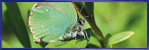 1art1 Schmetterlinge Poster Kunstdruck Bild und Kunststoff-Rahmen - Grüner Brombeer-Falter Auf Einem Blatt (91 x 30cm) von 1art1