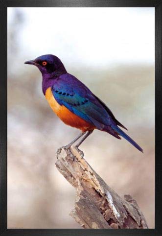 1art1 Singvögel Poster Plakat | Bild und MDF-Rahmen - Farbenfroher Hildebrandt-Glanzstar (91 x 61cm) von 1art1