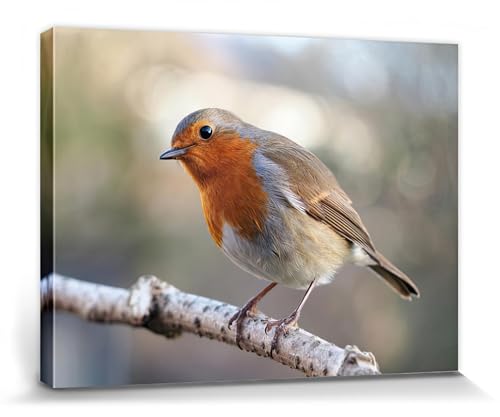 1art1 Vögel Poster Rotkehlchen Auf Einem AST Bilder Leinwand-Bild Auf Keilrahmen | XXL-Wandbild Poster Kunstdruck Als Leinwandbild 80x60 cm 1art1 Vögel Poster Rotkehlchen Auf Einem AST Bilder Leinwand-Bild Auf Keilrahmen | XXL-Wandbild Poster Kunstdruck Als Leinwandbild 80x60 cm von 1art1