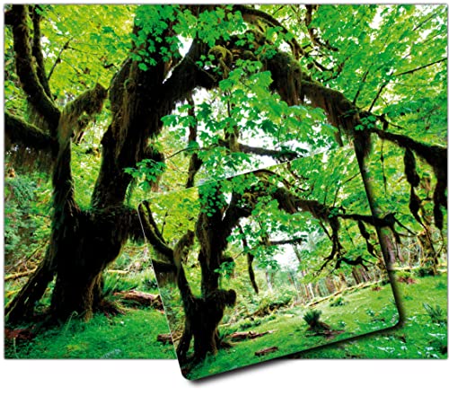 1art1 Wälder, Grüner Wald, Zurück Zur Natur 1 Kunstdruck Bild (50x40 cm) + 1 Mauspad (23x19 cm) Geschenkset von 1art1