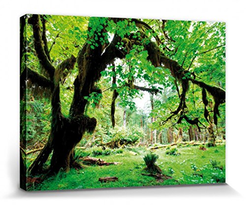 1art1 Wälder Poster Grüner Wald, Zurück Zur Natur Bilder Leinwand-Bild Auf Keilrahmen | XXL-Wandbild Poster Kunstdruck Als Leinwandbild 40x30 cm von 1art1