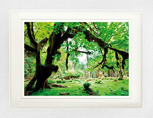 1art1 Wälder Poster Grüner Wald, Zurück Zur Natur Gerahmtes Bild Mit Edlem Passepartout | Wand-Bilder | Im Bilderrahmen 40x30 cm von 1art1